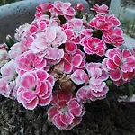 فندق مبيت وإفطار Rossella 3*