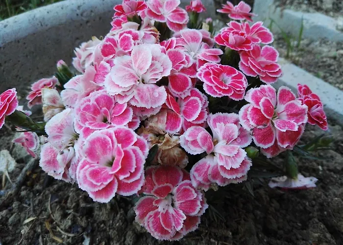 Bed & Breakfast Rossella 3*